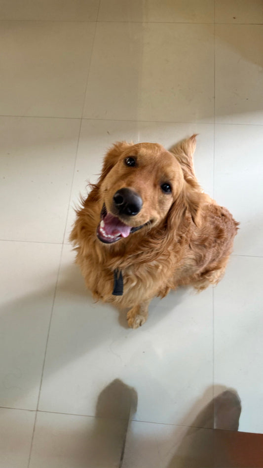 Easy ways to teach tricks to your dog