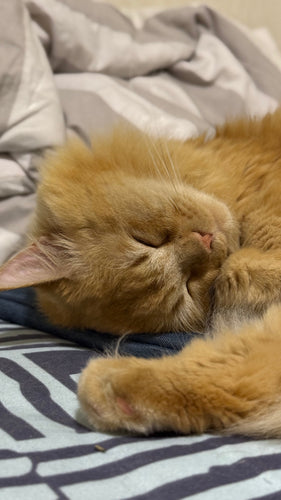 Deciphering your cat’s language