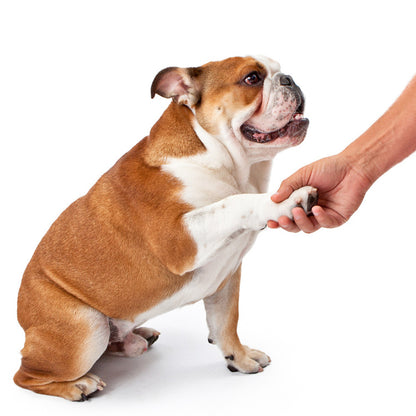 Dog Paw Cleaner